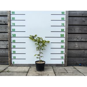 Hrab obyčajný (Carpinus betulus) - výška 40-70 cm, kont. C2L